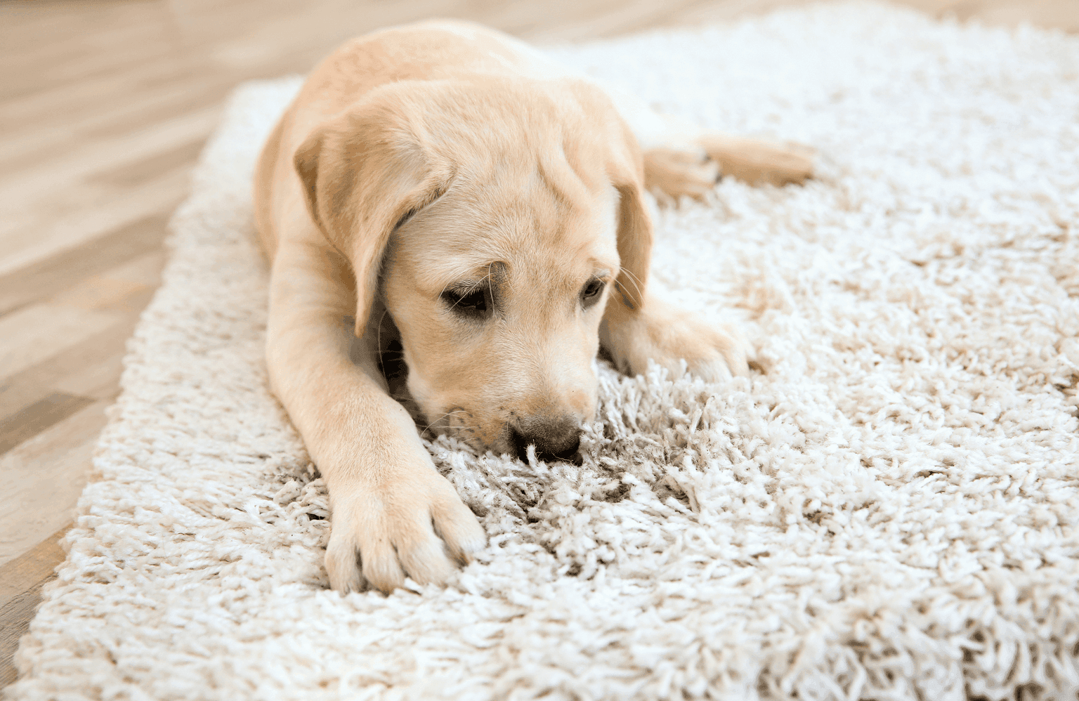Carpet cleaning in Rockvale, TN