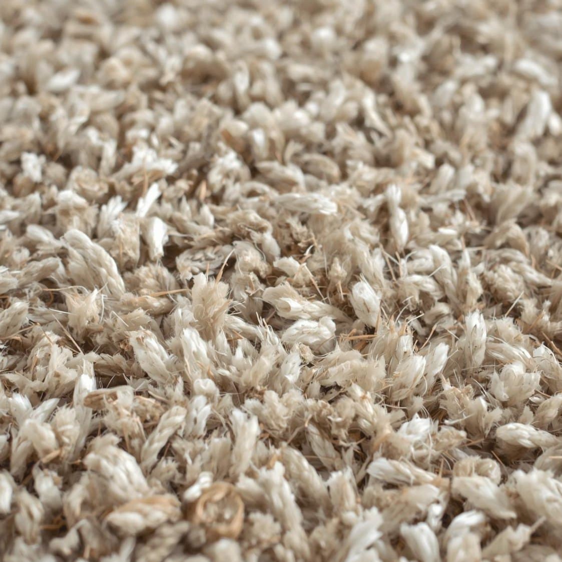 How to Get Rid of Carpet Beetles
