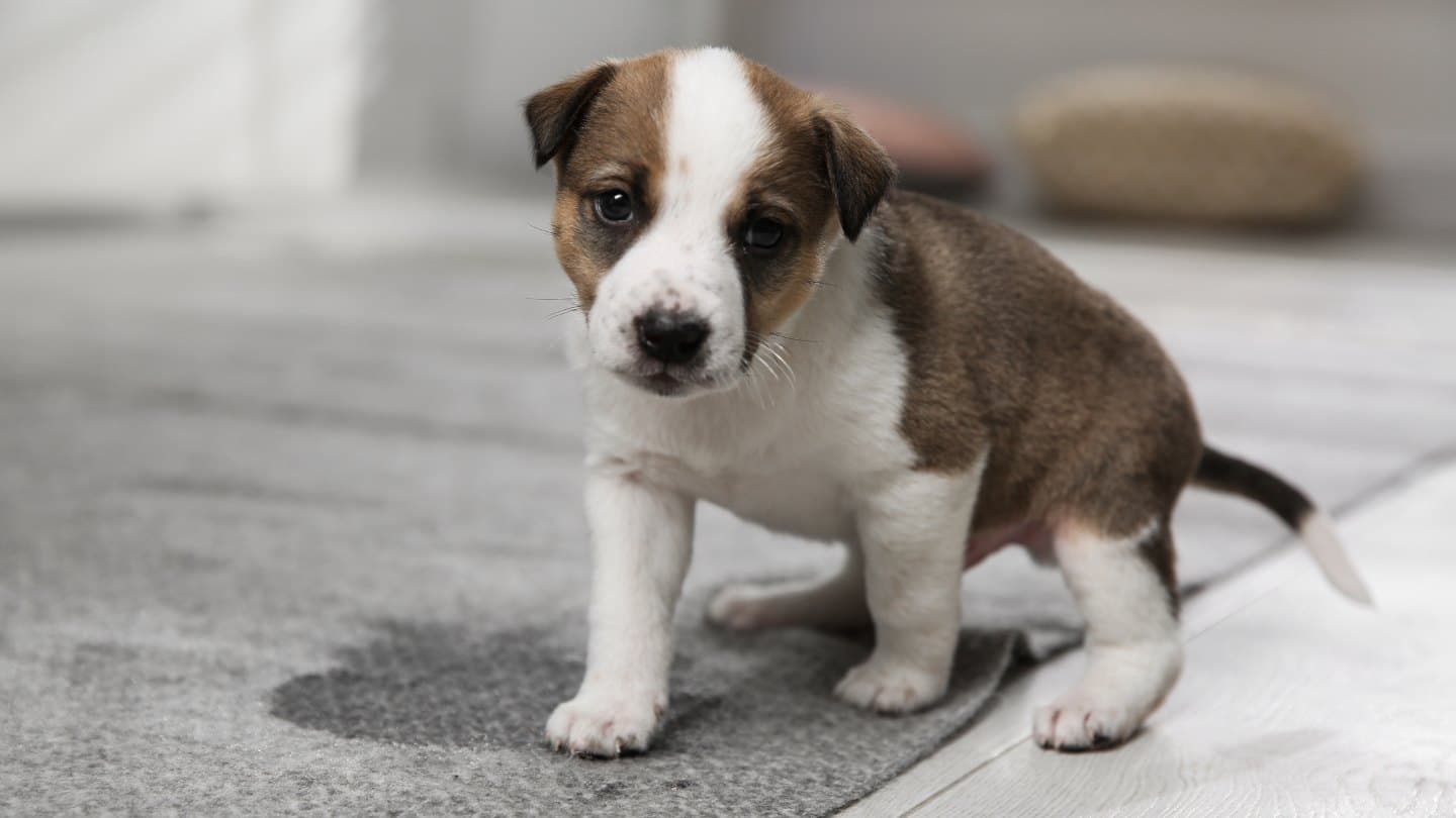 Why Pet Odor Comes Back a Few Weeks After Cleaning