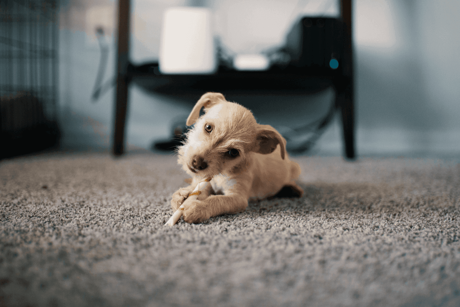 Pet Odor & Stain Removal in Murfreesboro TN